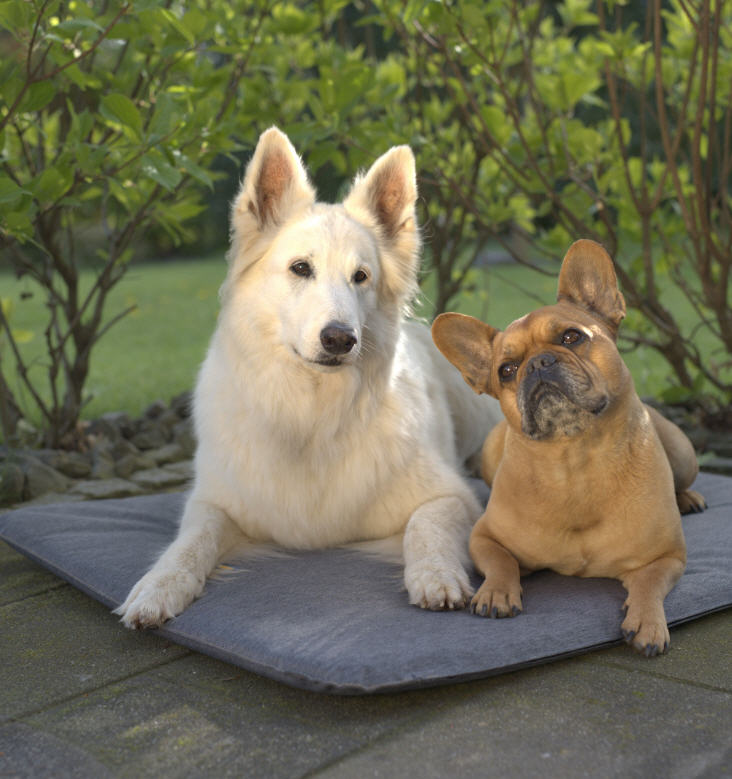 Hundematte BUDDY - Komfort und Funktionalität