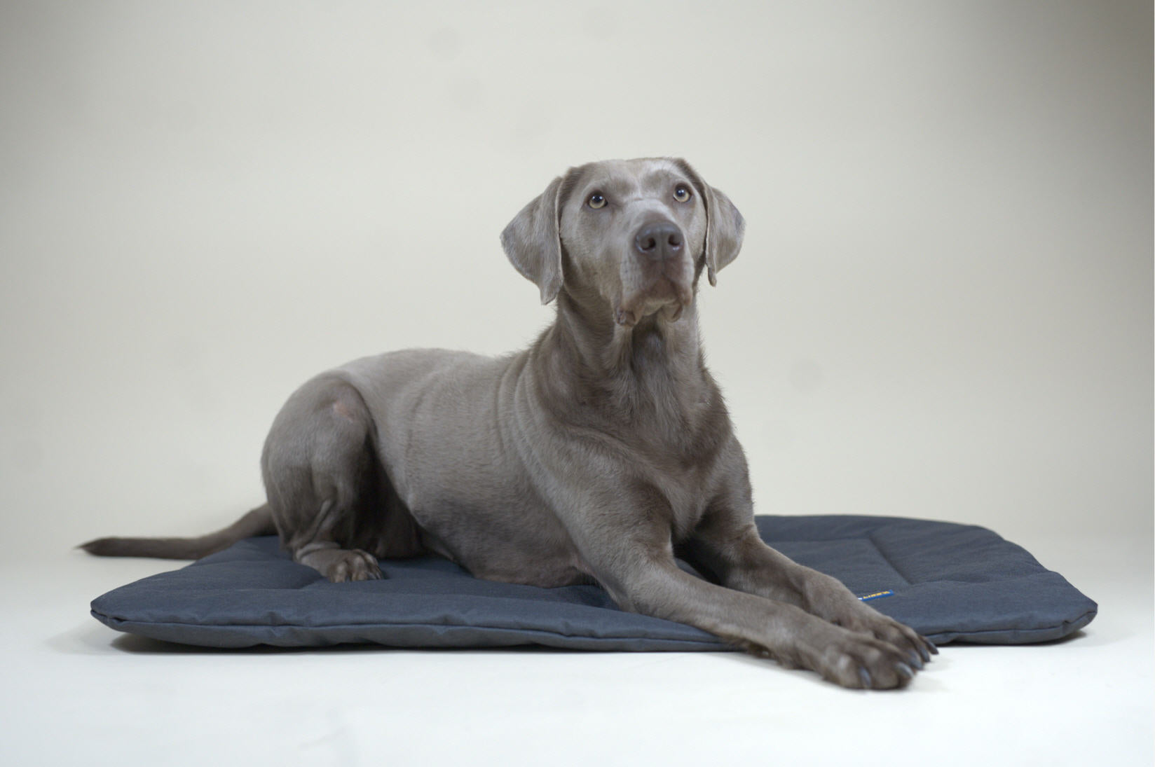 Hundematte SALLY - Komfort für unterwegs